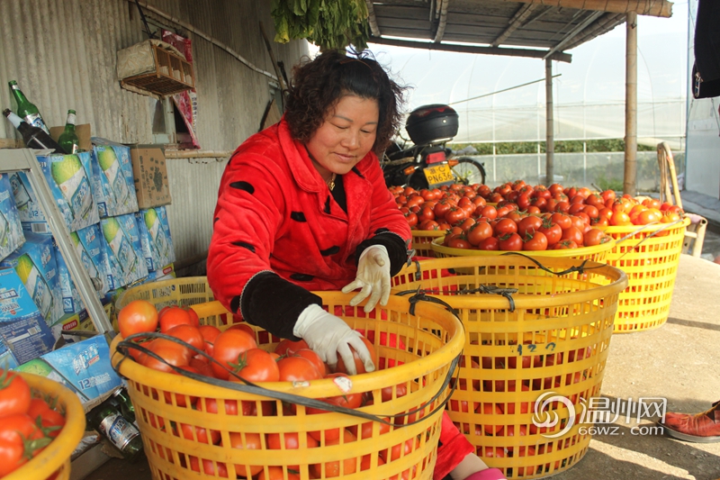 平阳萧江大棚番茄开摘 每公斤售价4元至6元