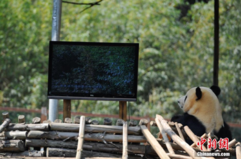 云南野生动物园为情绪低落熊猫装电视 