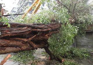 温州市区晏公殿巷大桉树倒塌 四辆车被压附近停电