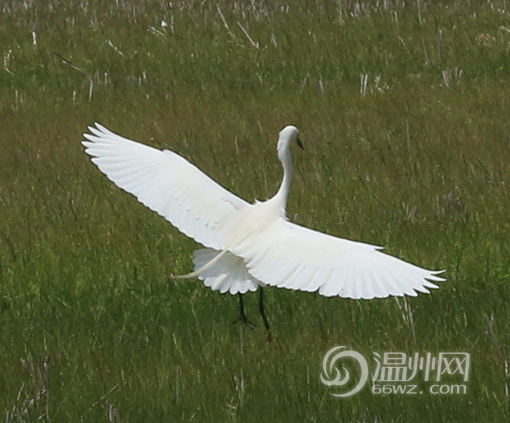 大翅膀上有对小翅膀 温州乐清网友拍到神奇白鹭_独家报道_温州网