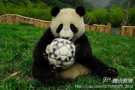 中国大熊猫接班章鱼哥 预测世界杯_活动报道