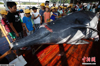 日本捕鲸季开始 学生观摩宰杀过程