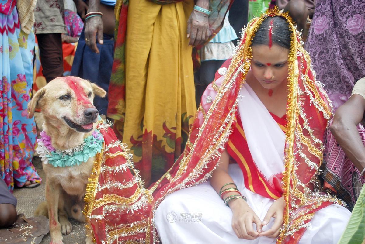 印度18岁女子与流浪狗举行婚礼
