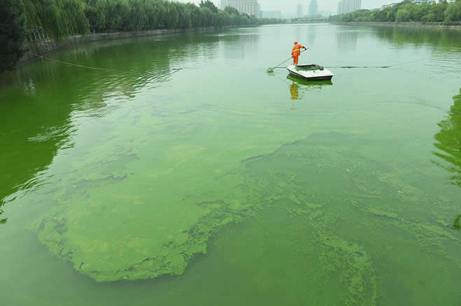 杭州备用水源现“蓝藻水华” 已启动应急措施