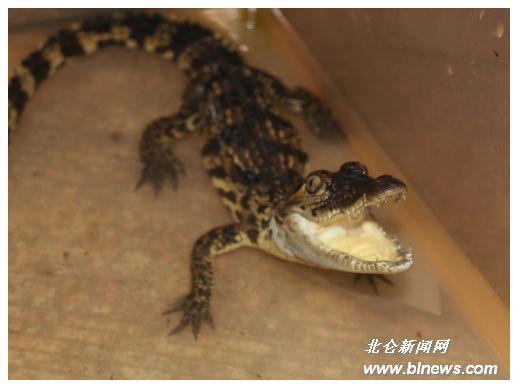 父母同意儿子养鱼 80后男子买回一条鳄鱼当宠