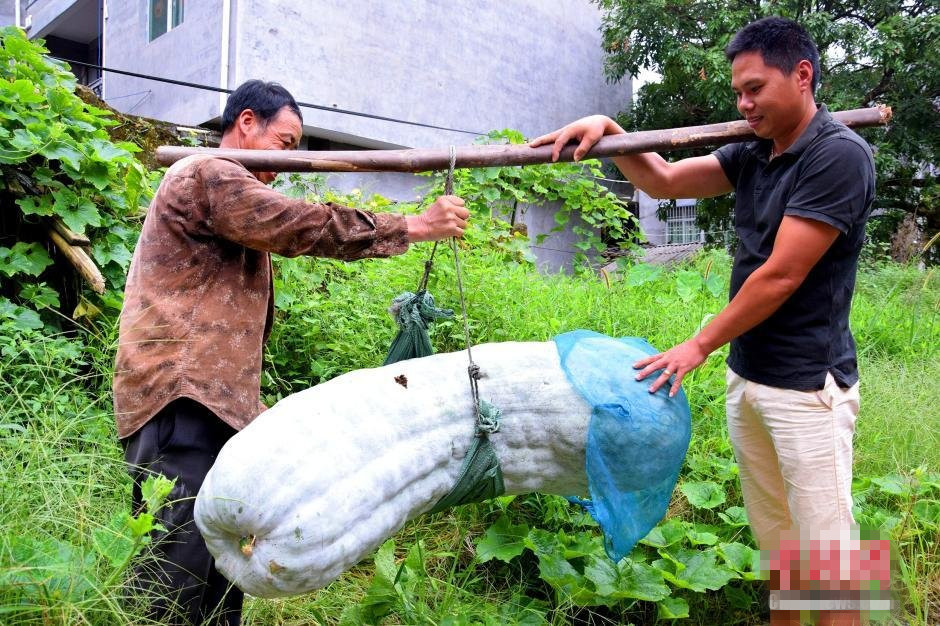 组图：福建蕉城一农户种出173.5斤巨型冬瓜