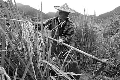 92岁老翁耕种22亩地12余年 面积比两个足球场