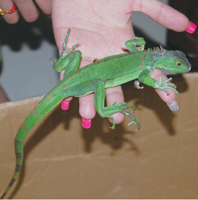 90��Ů�������ߵȹ���һ�� ԭ������Ұ������