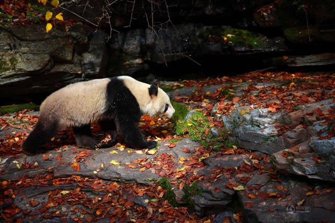 高清：陕西省太白县黄柏塬现野生大熊猫