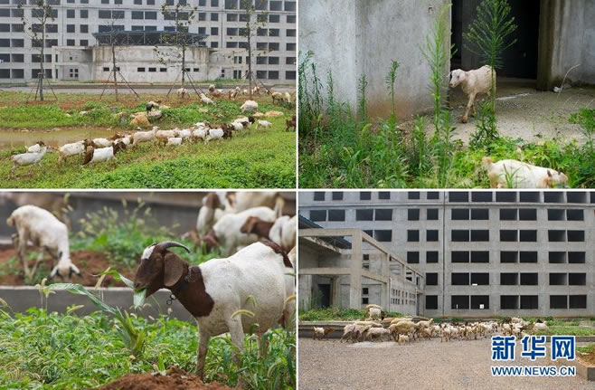 组图：安徽萧县新建办公楼闲置2年几成放羊场