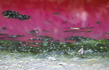 ������԰С��Ϊɶһҹ�ɡ���ӡ���