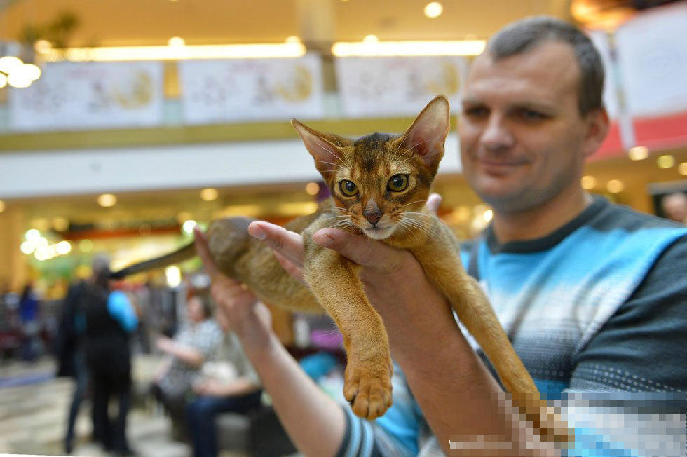 立陶宛首都维尔纽斯举办国际猫展