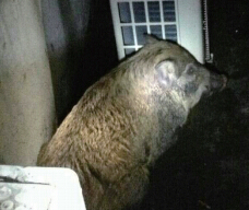 Ұ����ҹ������ְר ������� ��������������