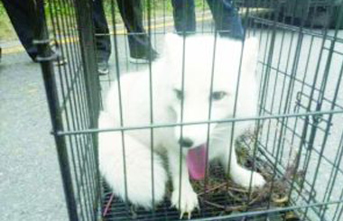 �Ͼ��Ͻ�ɽ��С�׺� ȫ��ѩ����֫ϸ��