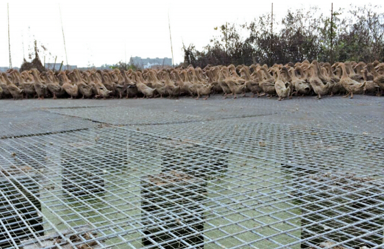 ��Ѽ�ӡ����������������10% ���ܼ�����Ⱦ