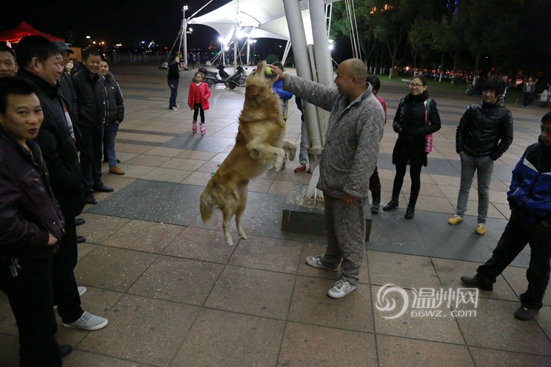 好聪明！江滨帆影广场有条会买菜和算数的狗