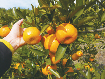 ������Ӱ����12����ȡ����걸�԰���к�������