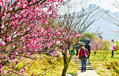 ����һ��÷��ʱ ������÷�Լݹ���