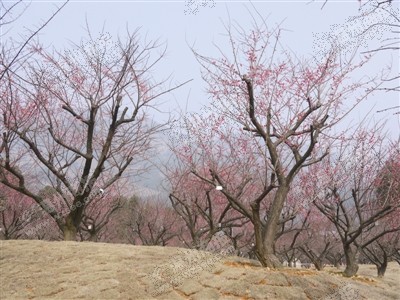 永嘉三江原野园林梅园全景.娜筱 摄