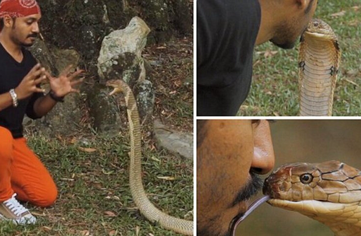 组图：马来西亚男子与眼镜王蛇接吻