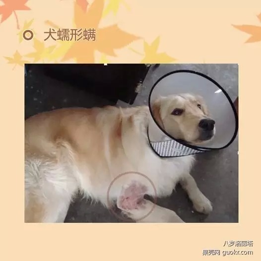 关于螨虫,你听信了多少谣言?