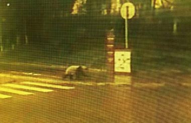 �Ĵ�������è��ҹ������ͷ �������ߺ�ʧ��