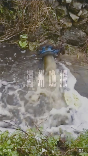 蒼南一河道成“蟲河” 村民：現(xiàn)在誰也不敢靠近
