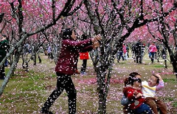 游客为拍照拼命摇树 称“花总是要落的”