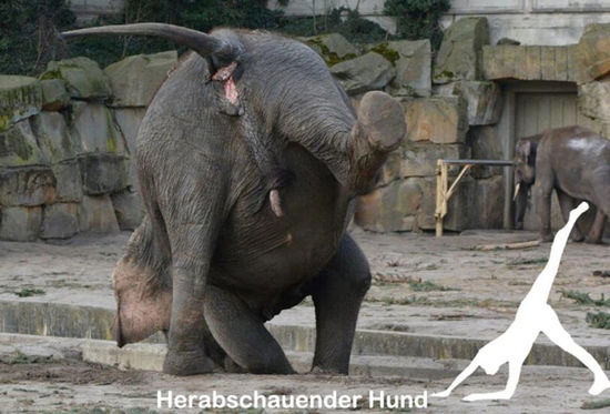 德国动物园42岁瑜伽大象火爆网络