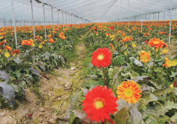 瑞安美好家庭农场桐浦非洲菊基地