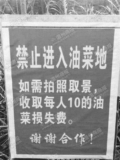 油菜花田里拍照要先交钱？农户称因有人肆意踩踏