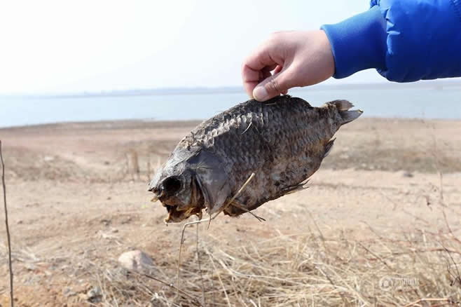 山东潍坊遇持续干旱 水库滩涂上现“鱼干”