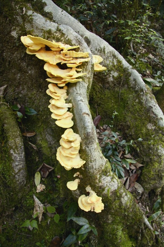 乌岩岭景区现"黄蘑菇" 原来是少见的硫磺菌