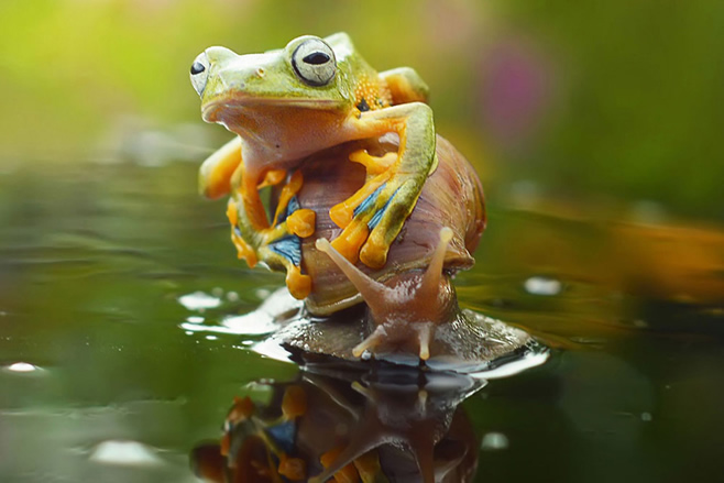 印尼雨蛙趴蜗牛身上“搭便车”过河