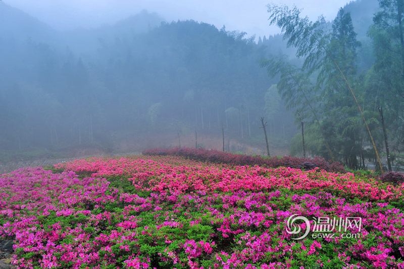 2015中国（温州）森林旅游节开幕 五一节逛森林公园去