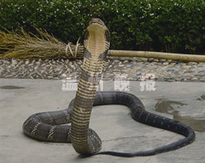温州永嘉现濒危白头蝰 毒性堪比五步蛇