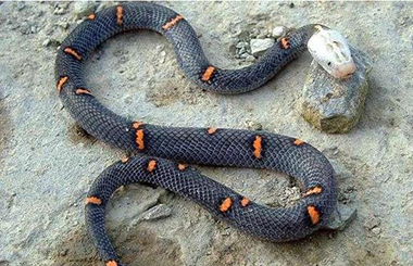 ��ͷ��15����������ݣ� ���Կ����岽��