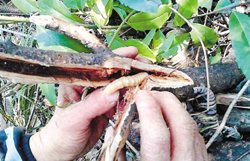 ����ڣ��㽭�еĵط���ϱ��Ҫ�����ֳ���