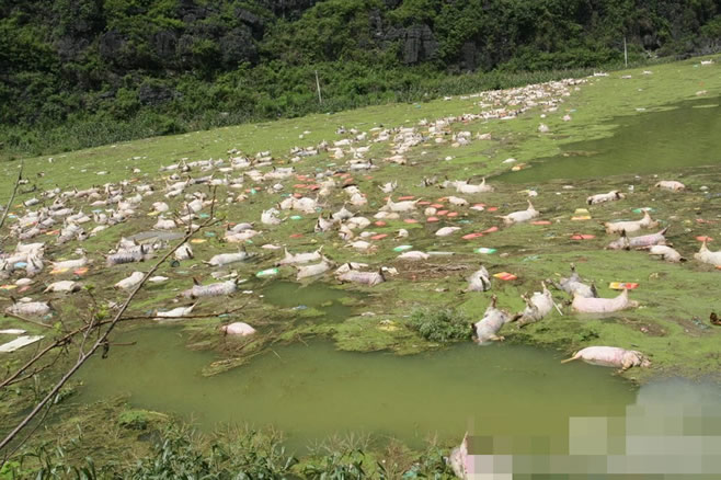广西一养殖场被淹 1.6万余头死猪泡水