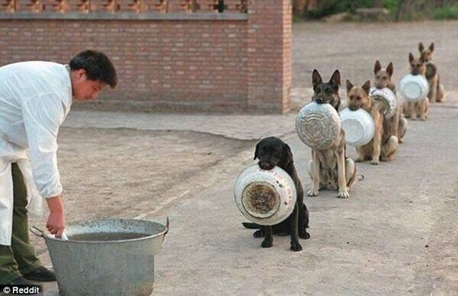 实拍中国警犬学院 警犬叼盘排队吃饭