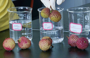 ˮ����Ҳ�С���ͼ���㡱 ����һ����֦����