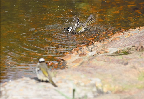 37.4℃!昨天是温州有数据记载以来最热的6月2