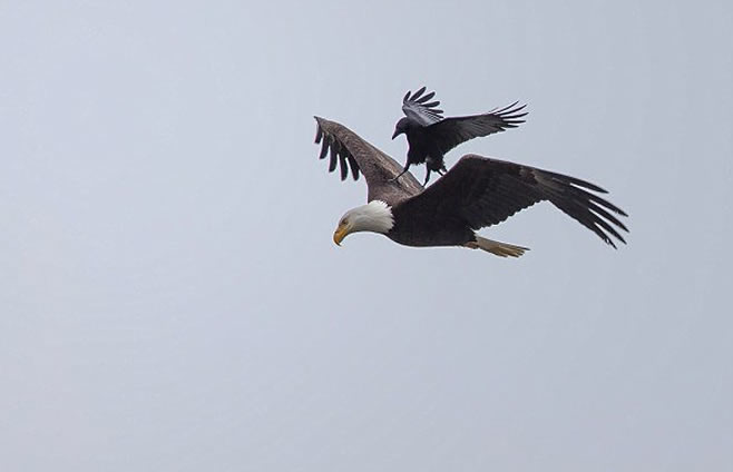 美国摄影师抓拍到乌鸦搭秃鹰“顺风车”一幕
