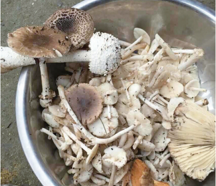 һ��ҰĢ���̵�����һ������ 5������ICU����