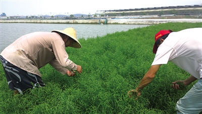 瓯飞工程围垦滩涂上种植的北美海蓬子开始采摘 南春容 摄