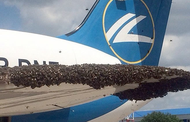 莫斯科机场一飞机遭大批蜜蜂袭击