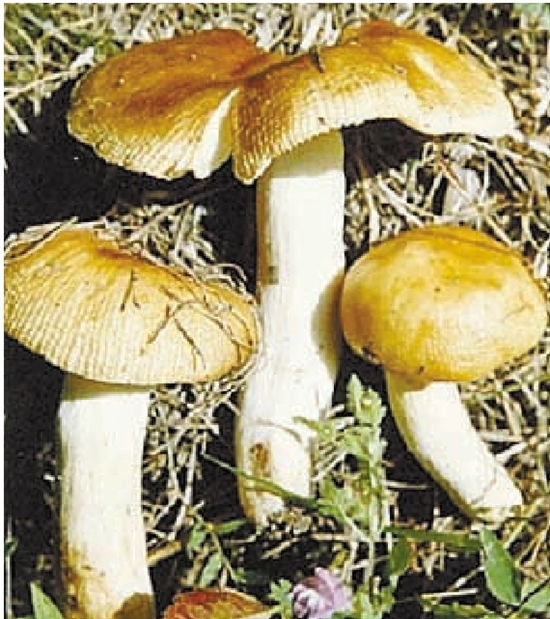 细褐鳞蘑菇,毛头鬼伞,半卵形斑褶菇,毒粉褶菌,介味滑锈伞,粪锈伞,美丽