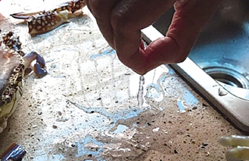 江蟹脚流出透明胶状物 龙湾菜场惊现“注胶蟹”？