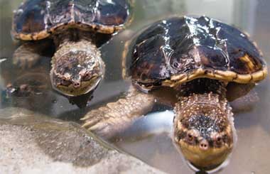 �������ڳ�һֻ����Ұ���ꣿ�˳�����������