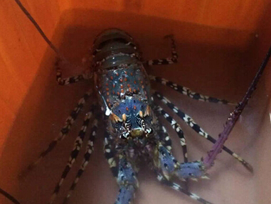 �������ӵ��������л�������Ϻ �ش�5.78��